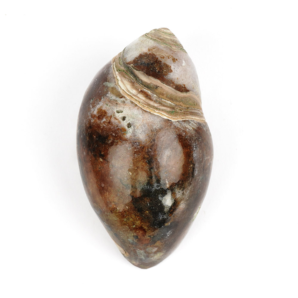 Heera Shankh - 117 gms