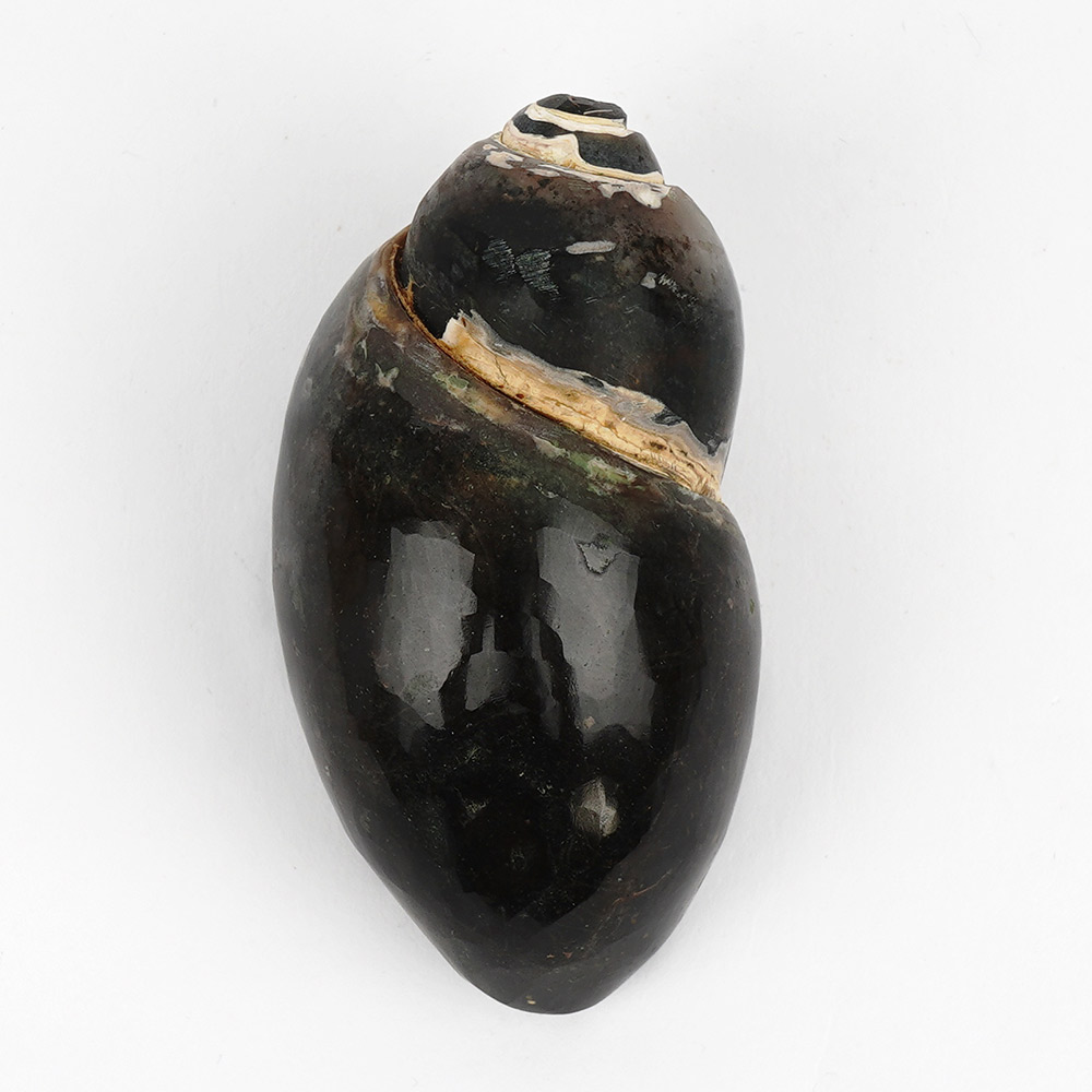 Heera Shankh - 113 gms