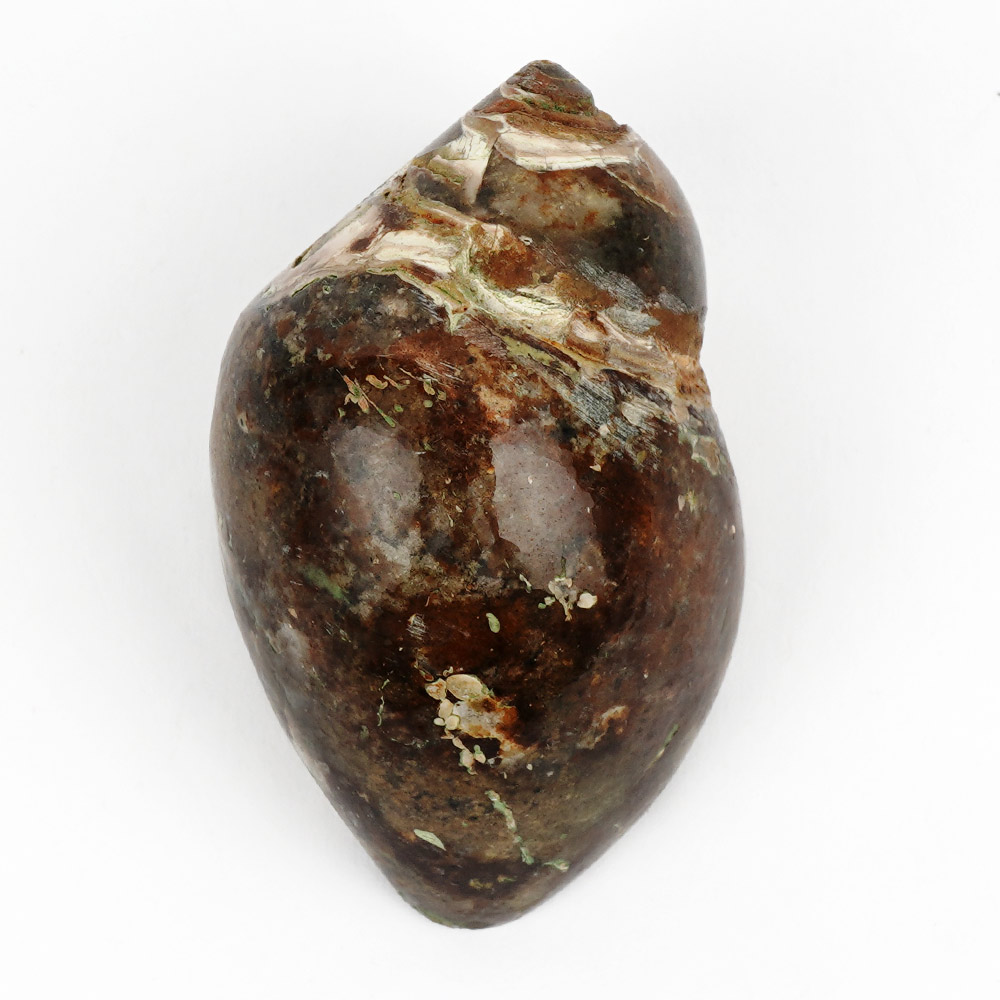 Heera Shankh - 123 gms