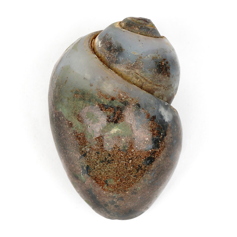Heera Shankh - 170 gms