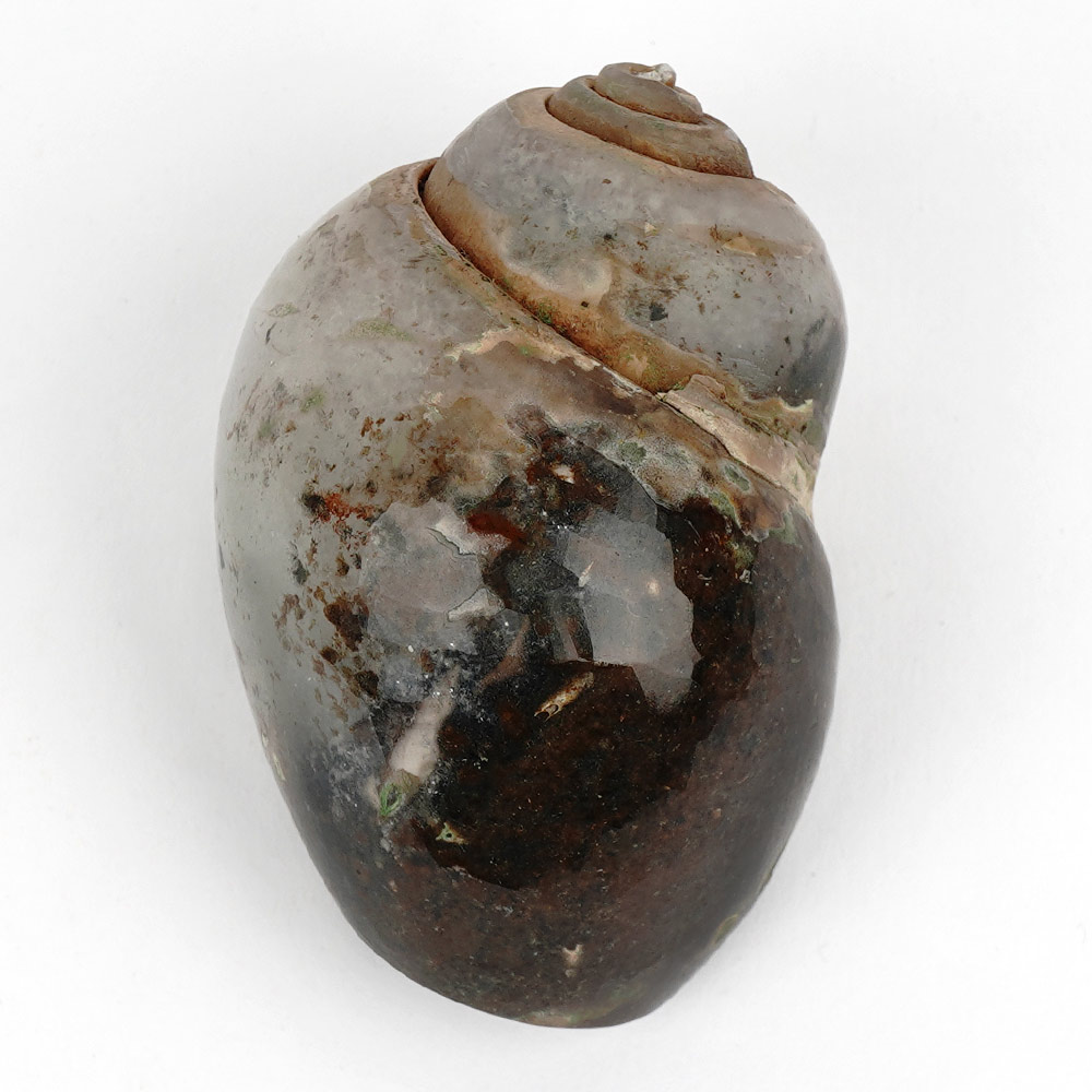 Heera Shankh - 156 gms