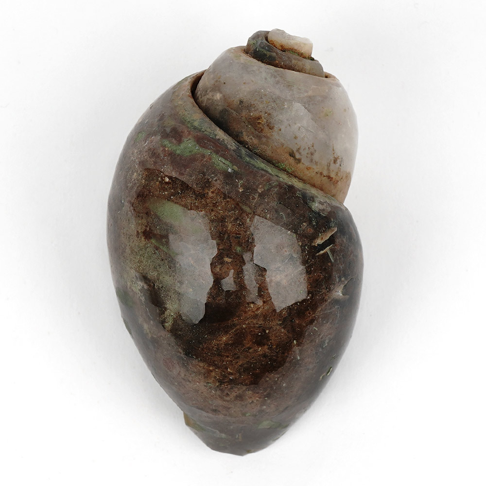 Heera Shankh Conch - 120 gms