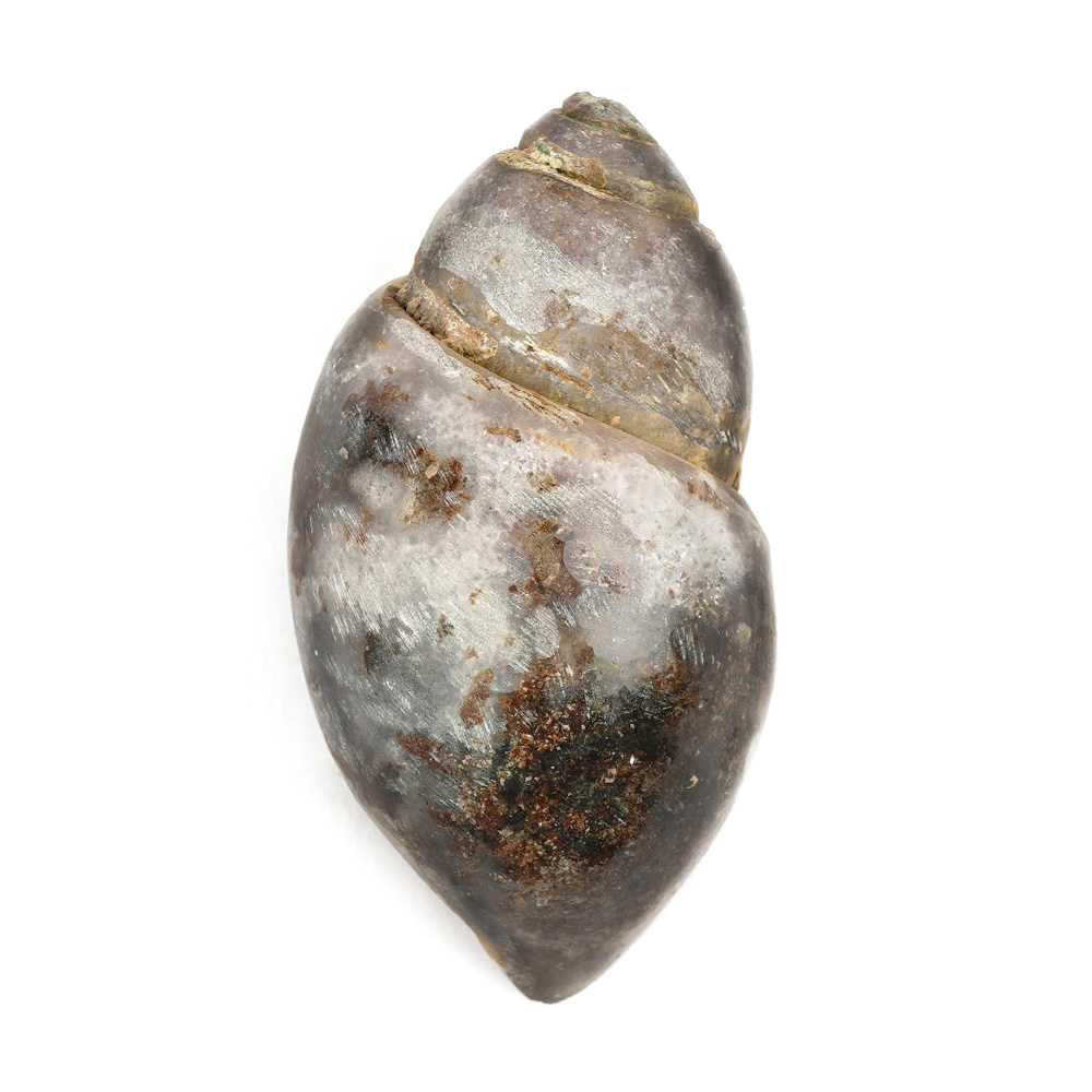 Heera Shankh - 123 gms