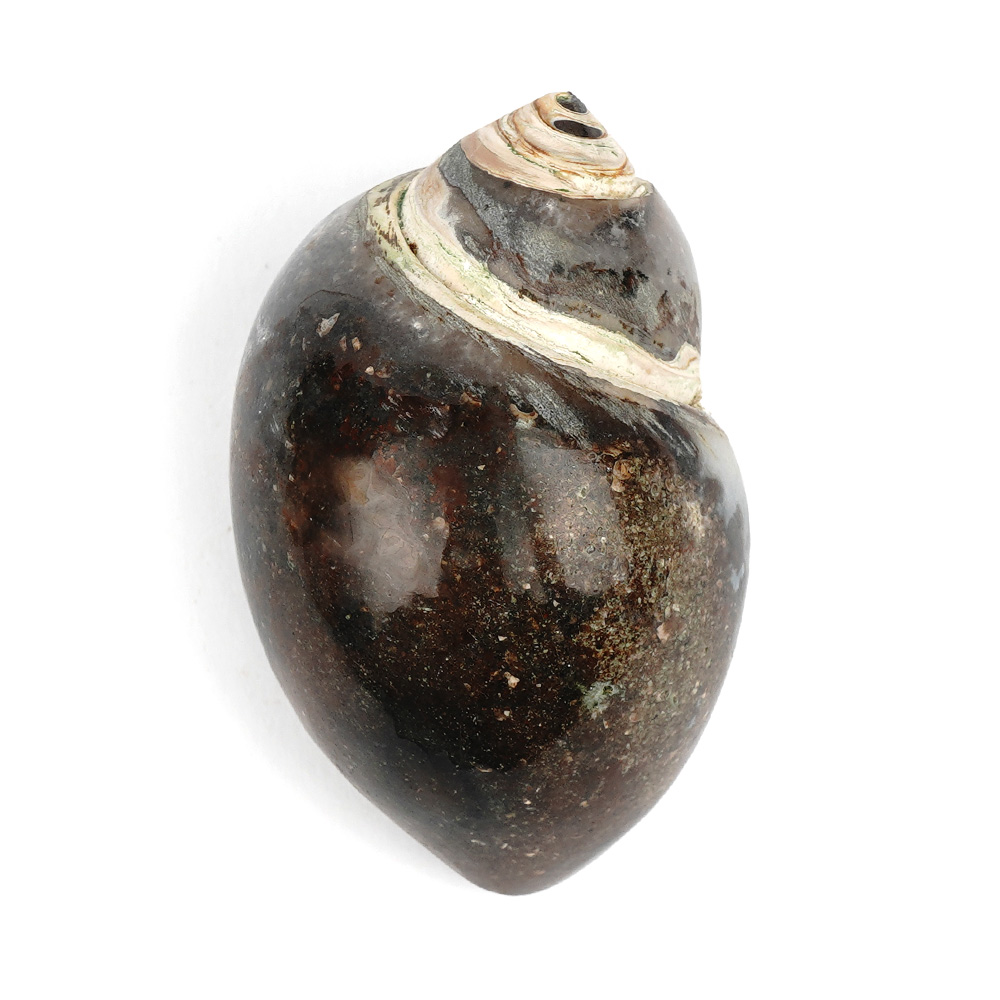 Heera Shankh - 100 gms