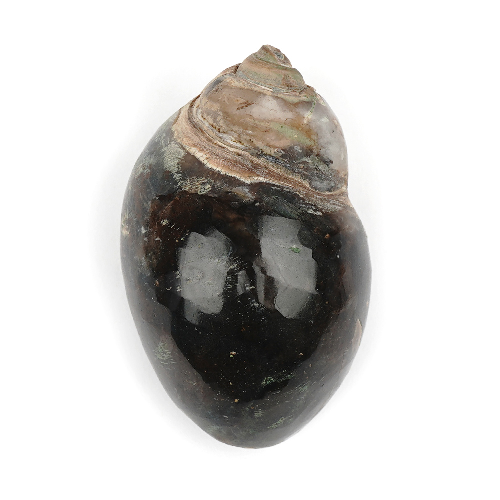 Heera Shankh - 105 gms