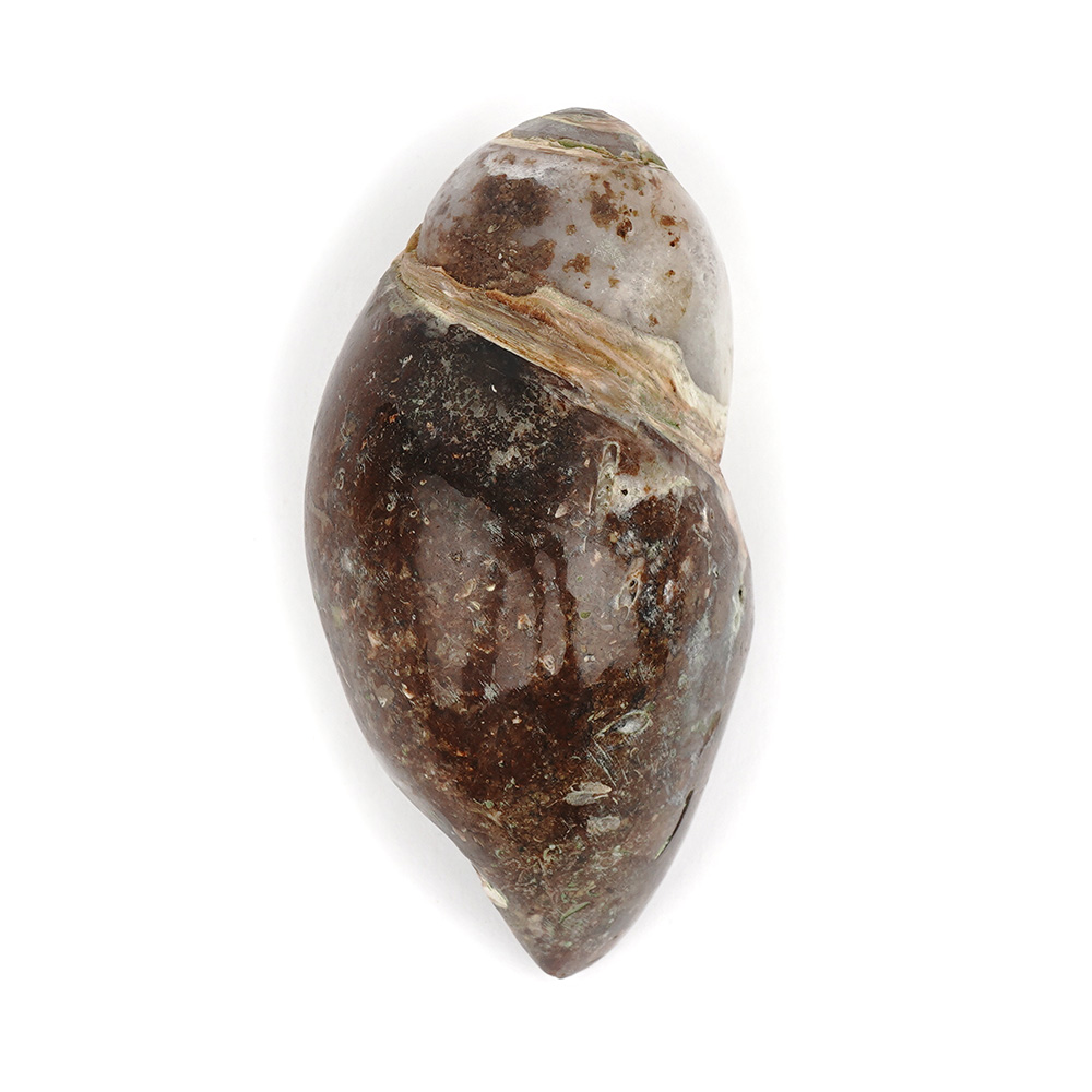 Heera Shankh - 111 gms