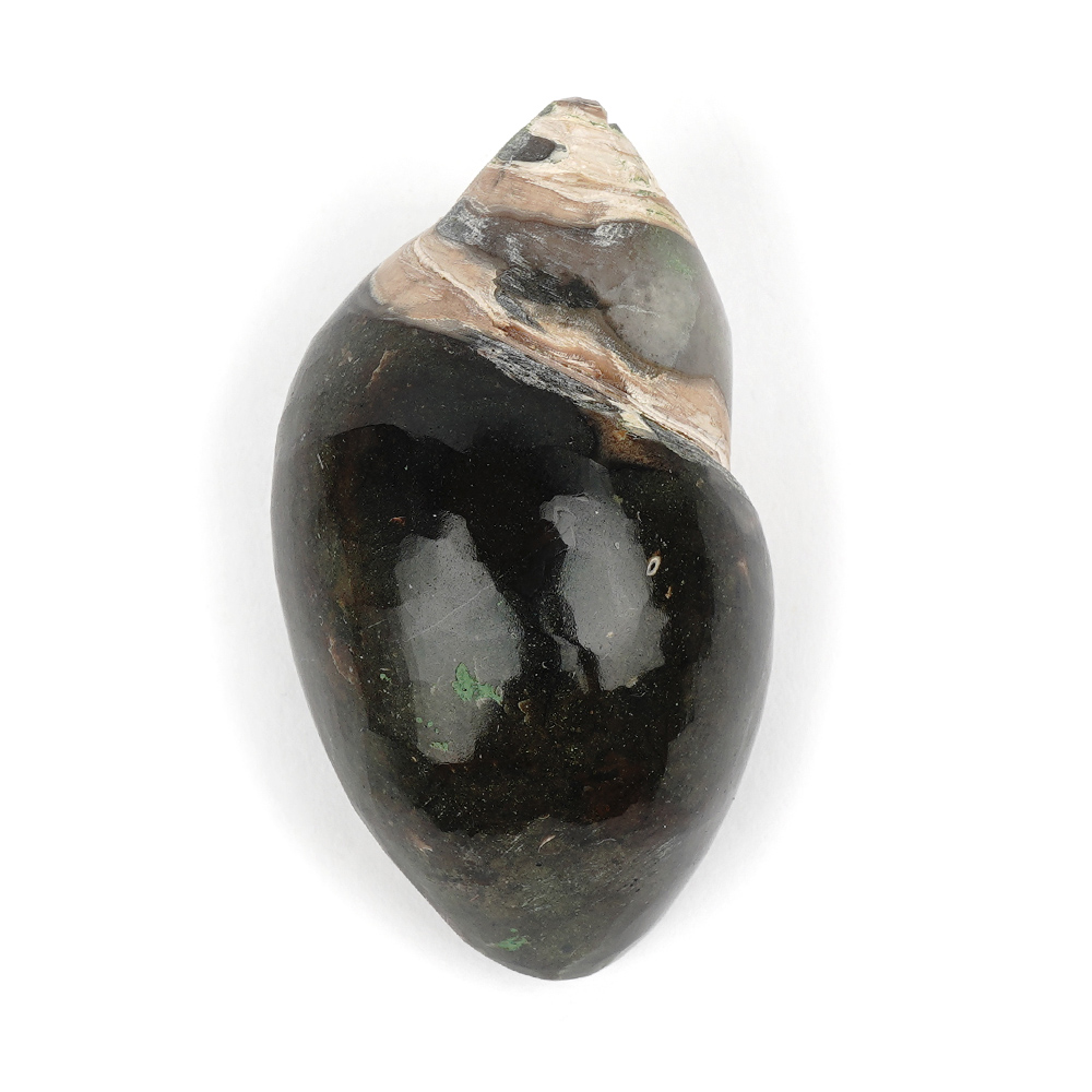 Heera Shankh Conch - 110 gms