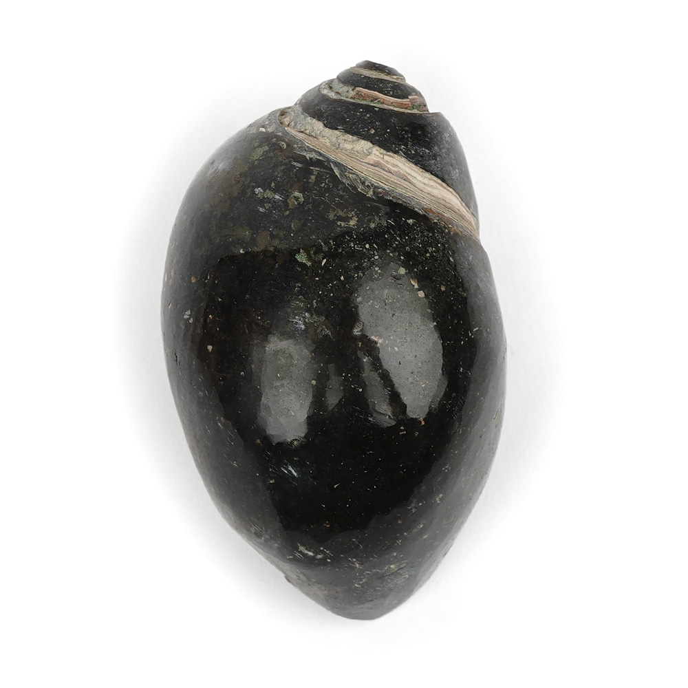 Heera Shankh - 105 gms
