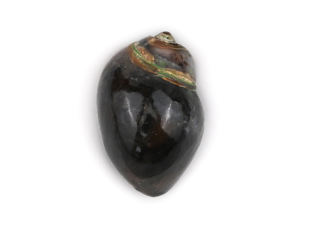 Heera Shankh - 106 gms