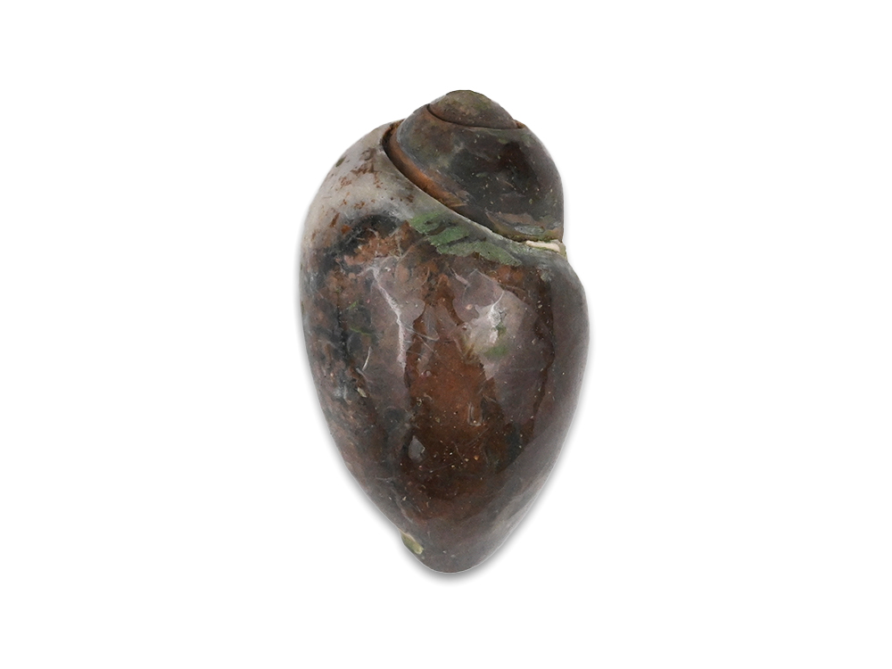 Heera Shankh - 104 gms