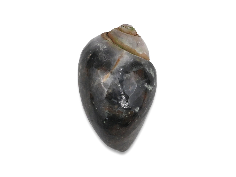 Heera Shankh - 86 gms