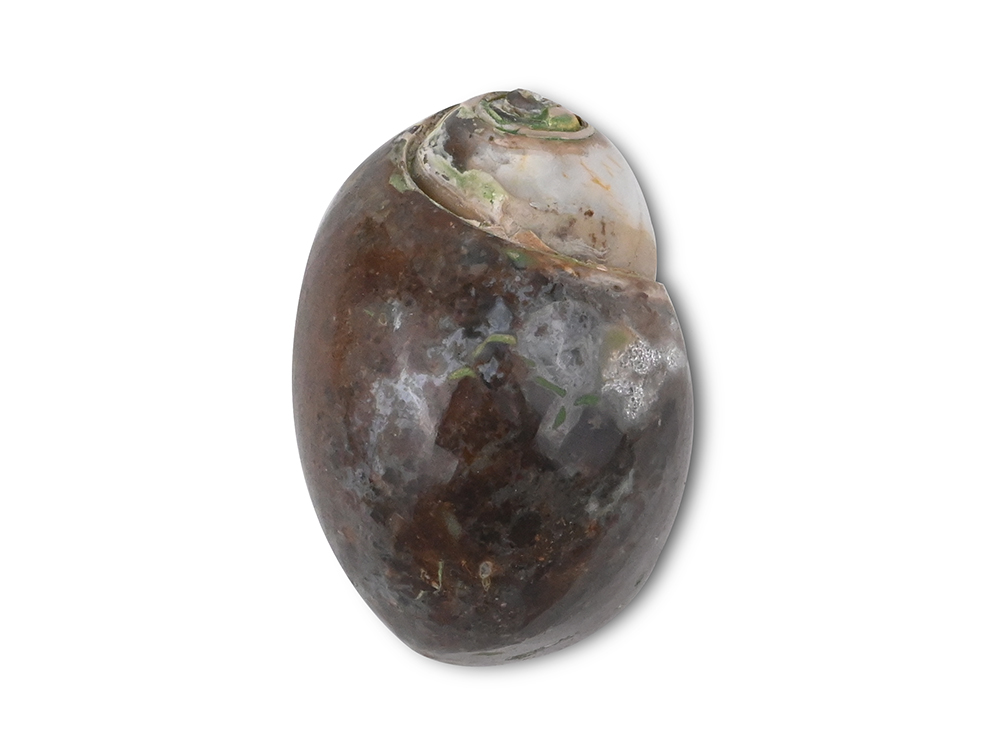 Heera Shankh - 131 gms