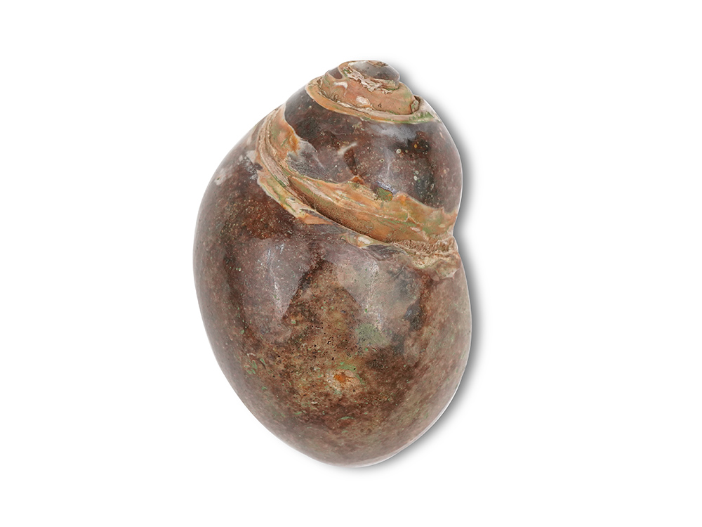 Heera Shankh - 160 gms