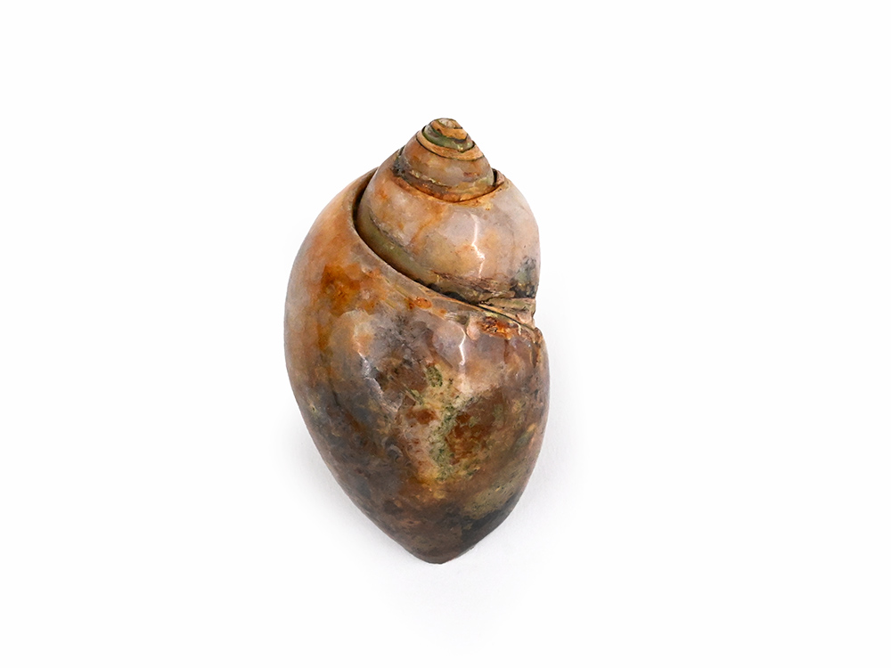 Heera Shankh - 91 gms