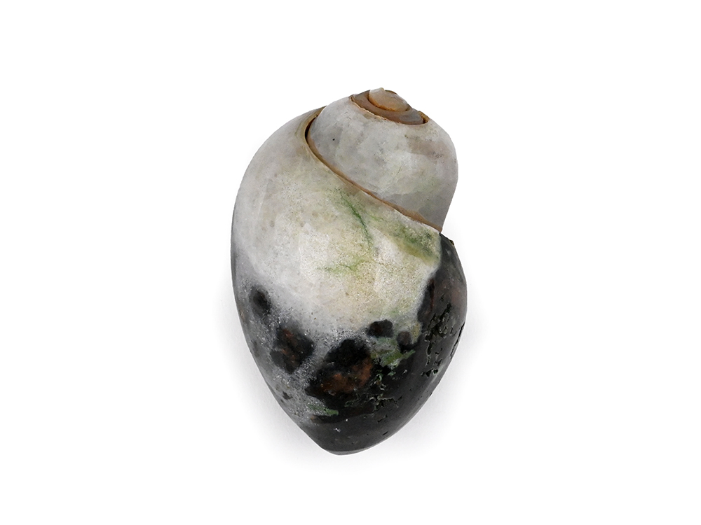 Heera Shankh - 136 gms