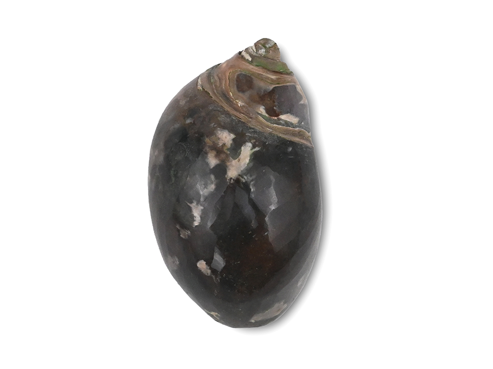 Heera Shankh - 80.5 gms