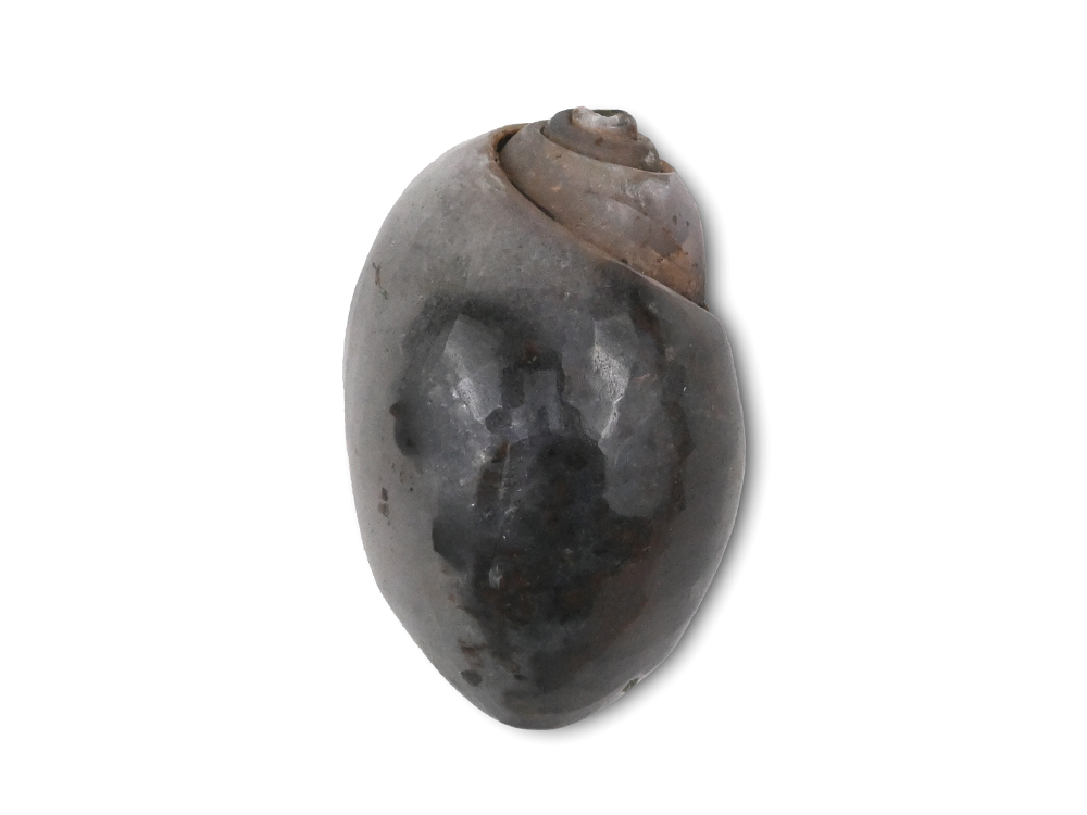 Heera Shankh - 101 gms