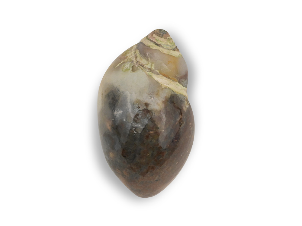 Heera Shankh - 95 gms