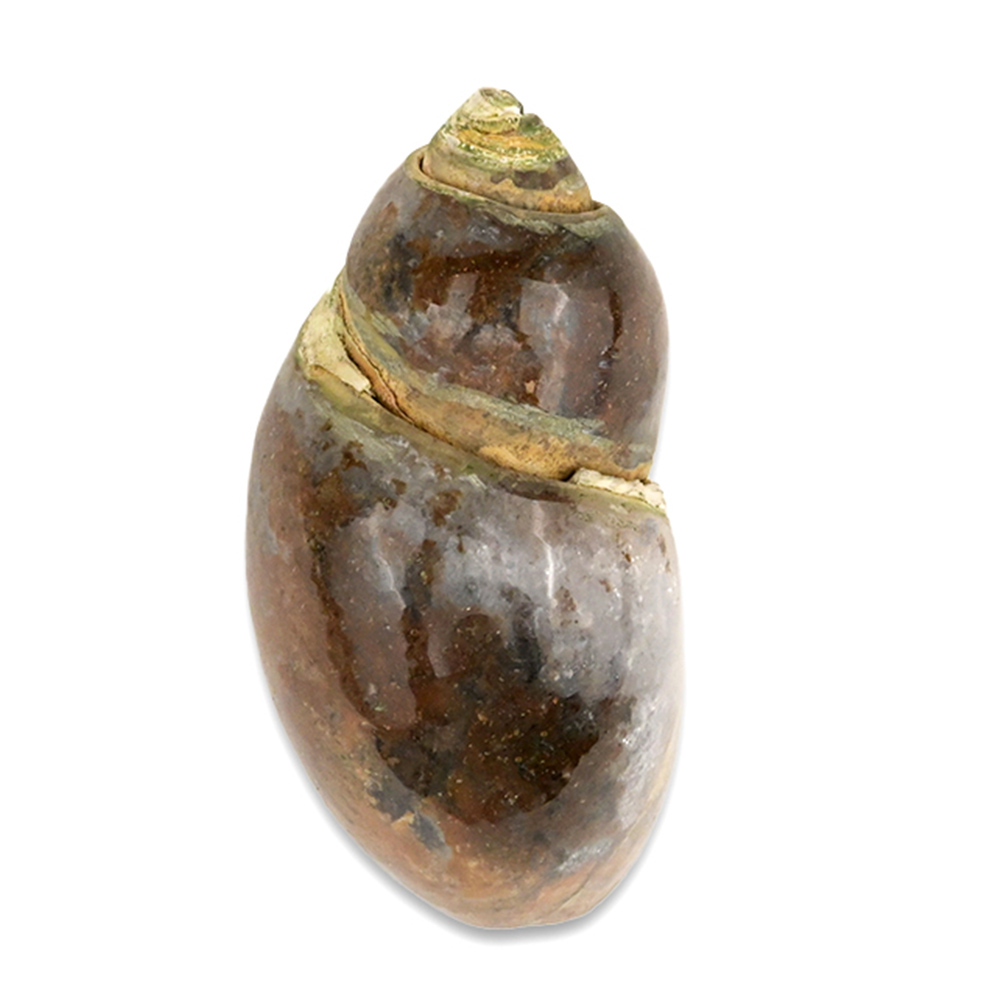 NK-2056-1