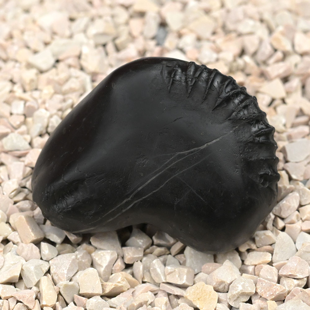 Janeudhari Purushoham Swarna Varaha Shaligram Shila