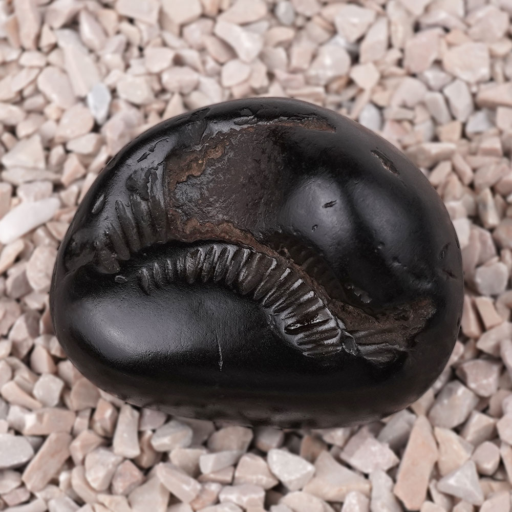 Surya Shaligram Shila - III