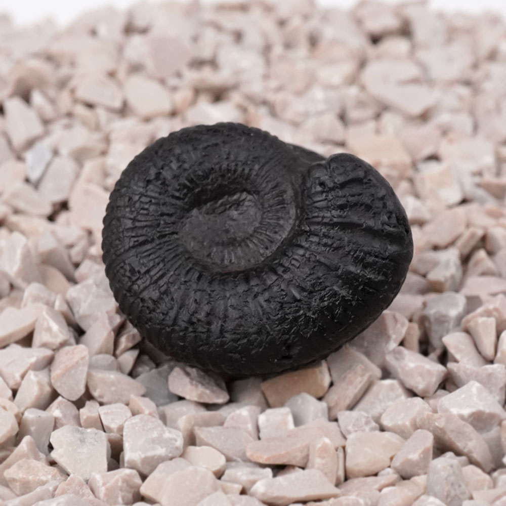 Laxmi Sudarshan Shaligram Shila