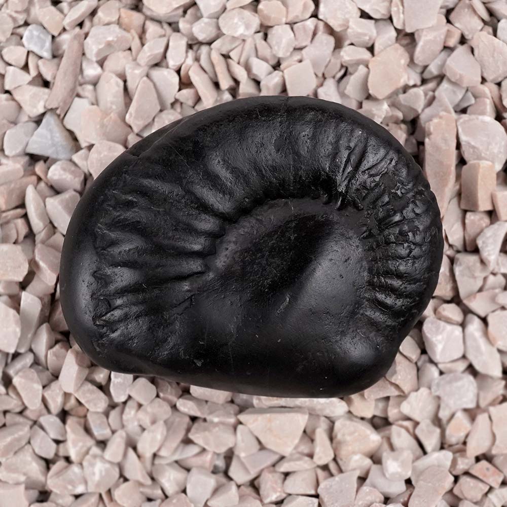 Janeudhari Vaman Shaligram Shila