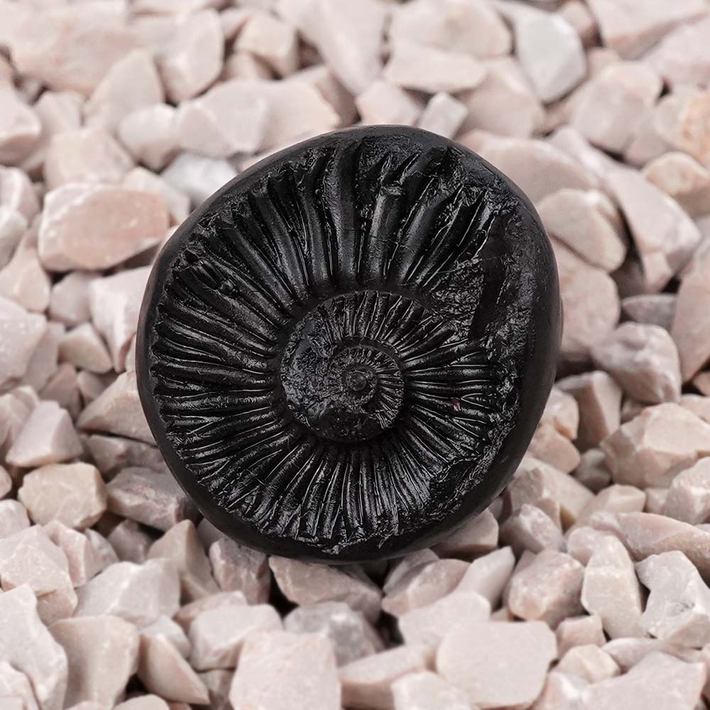 Hari Hara Shaligram Shila
