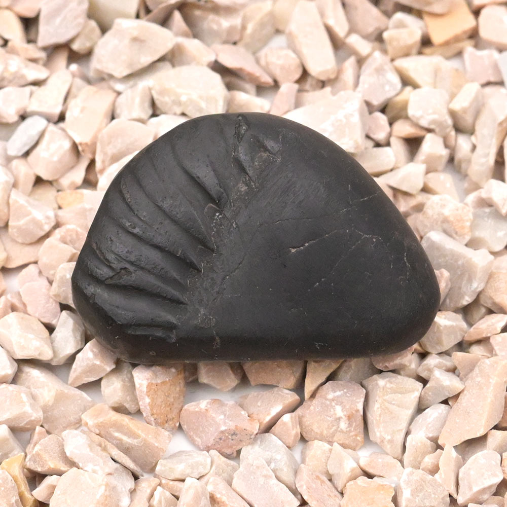 Swarna Laxmi Shaligram Shila