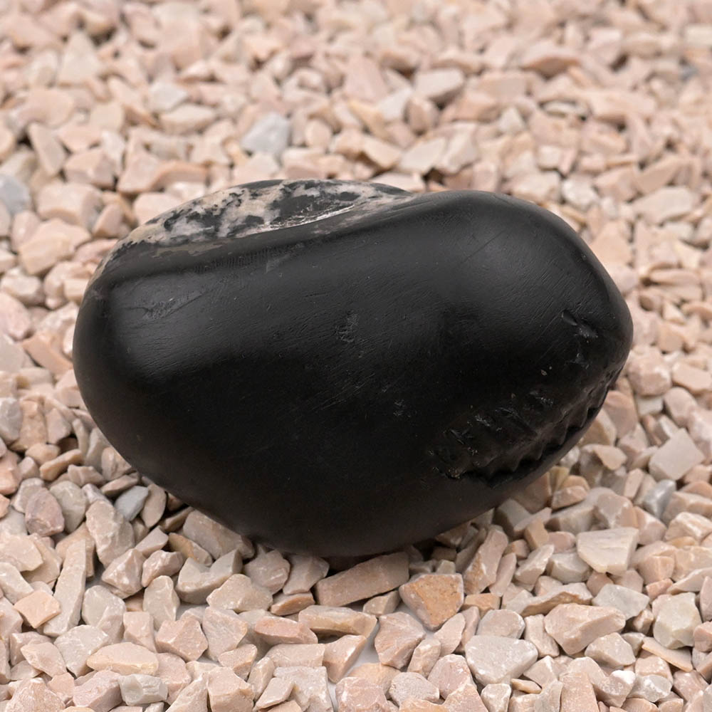 Hayagriva Shashidhar Shaligram Shila