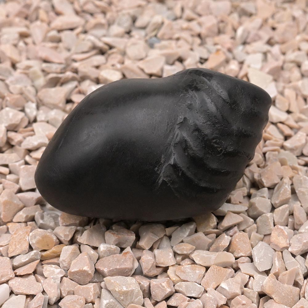 Laxmi Matsya Avatar Shaligram Shila