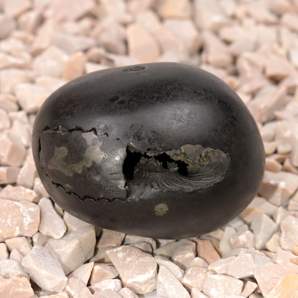 Laxmi Narsimha Shaligram Shila