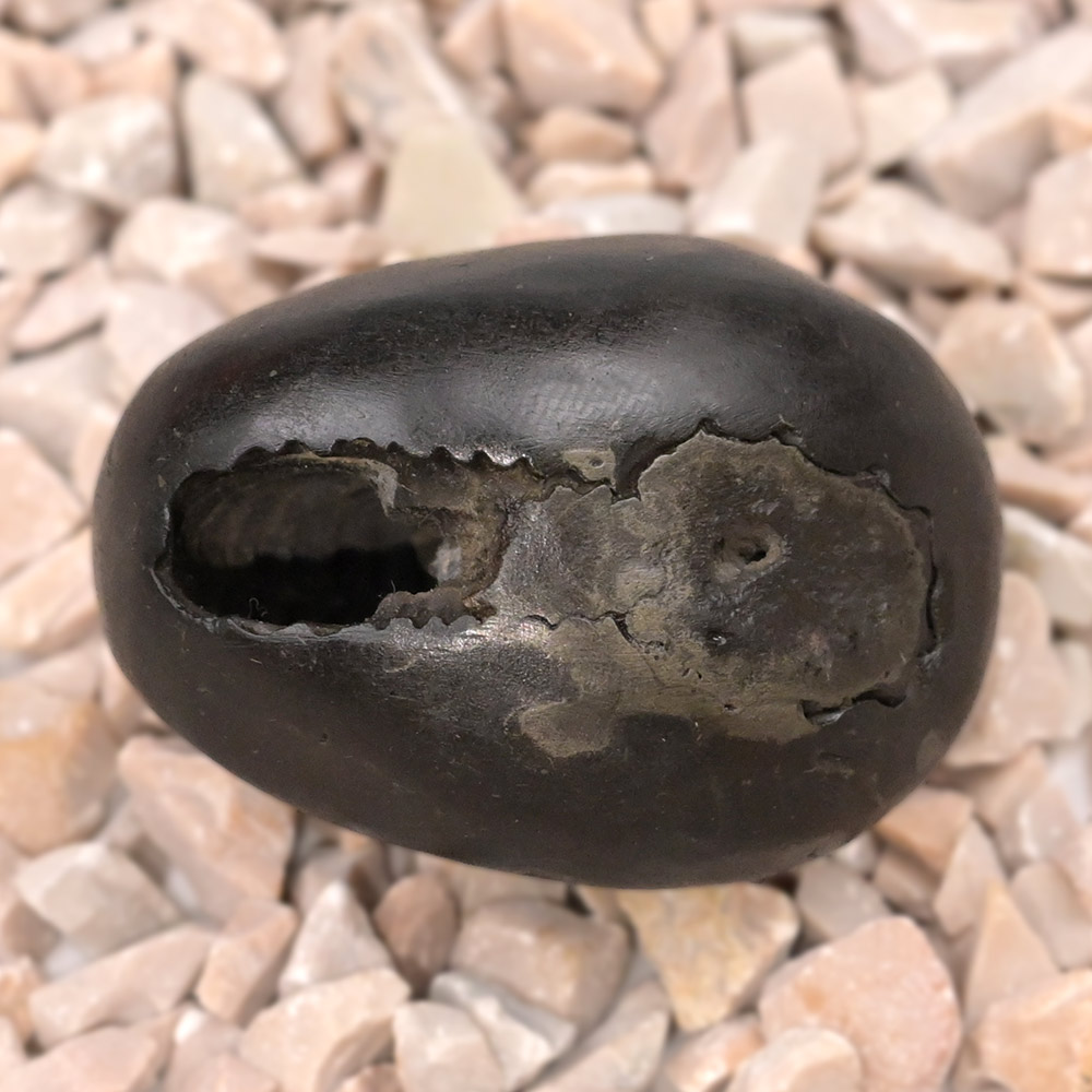 Chakradhari Vishnu Shaligram Shila - II