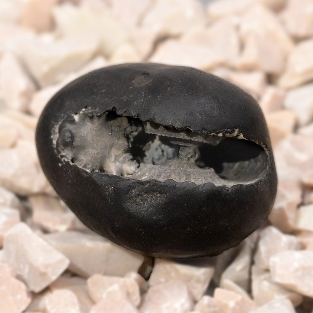 Komal Narsimha Laxmi Shaligram Shila