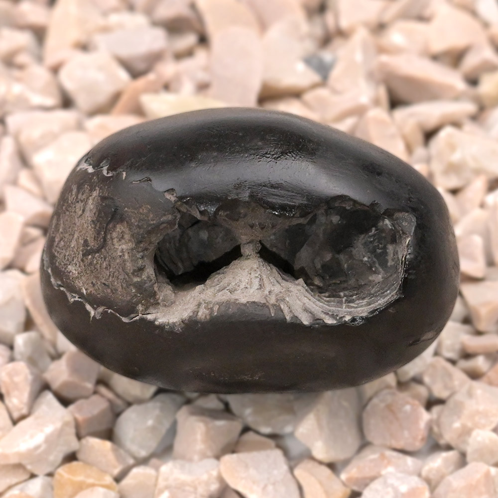 Chakradhari Maha Vishnu Shaligram Shila