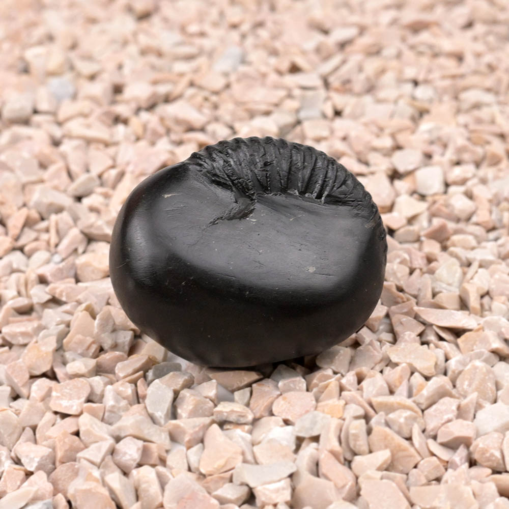Kalki Avatar Shaligram Shila