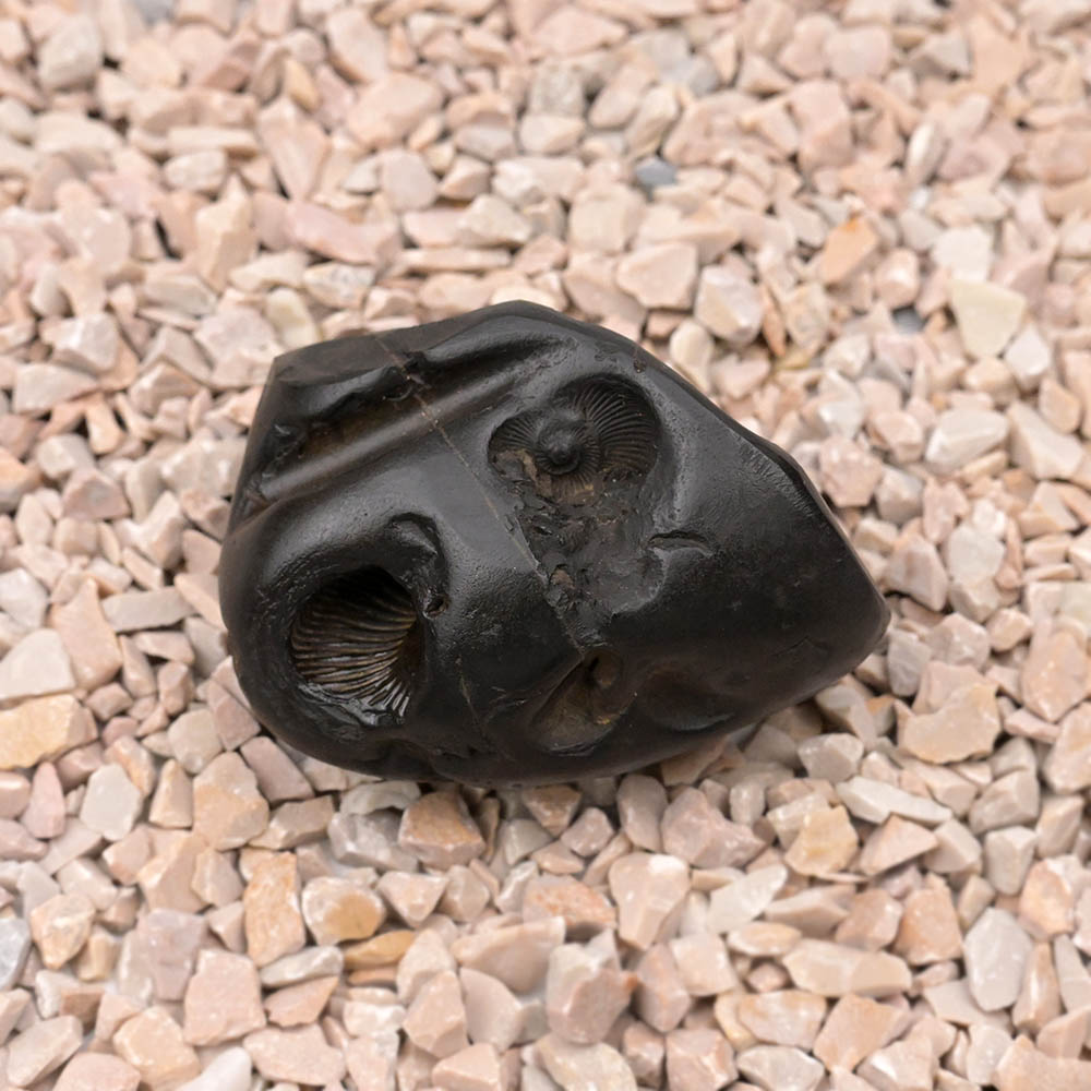 Surya Ram Baan Janardhana Shaligram Shila