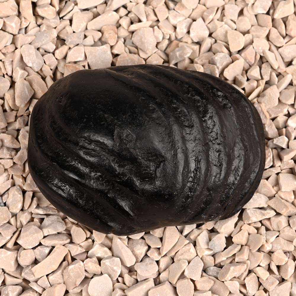 Aniruddha Shaligram Shila