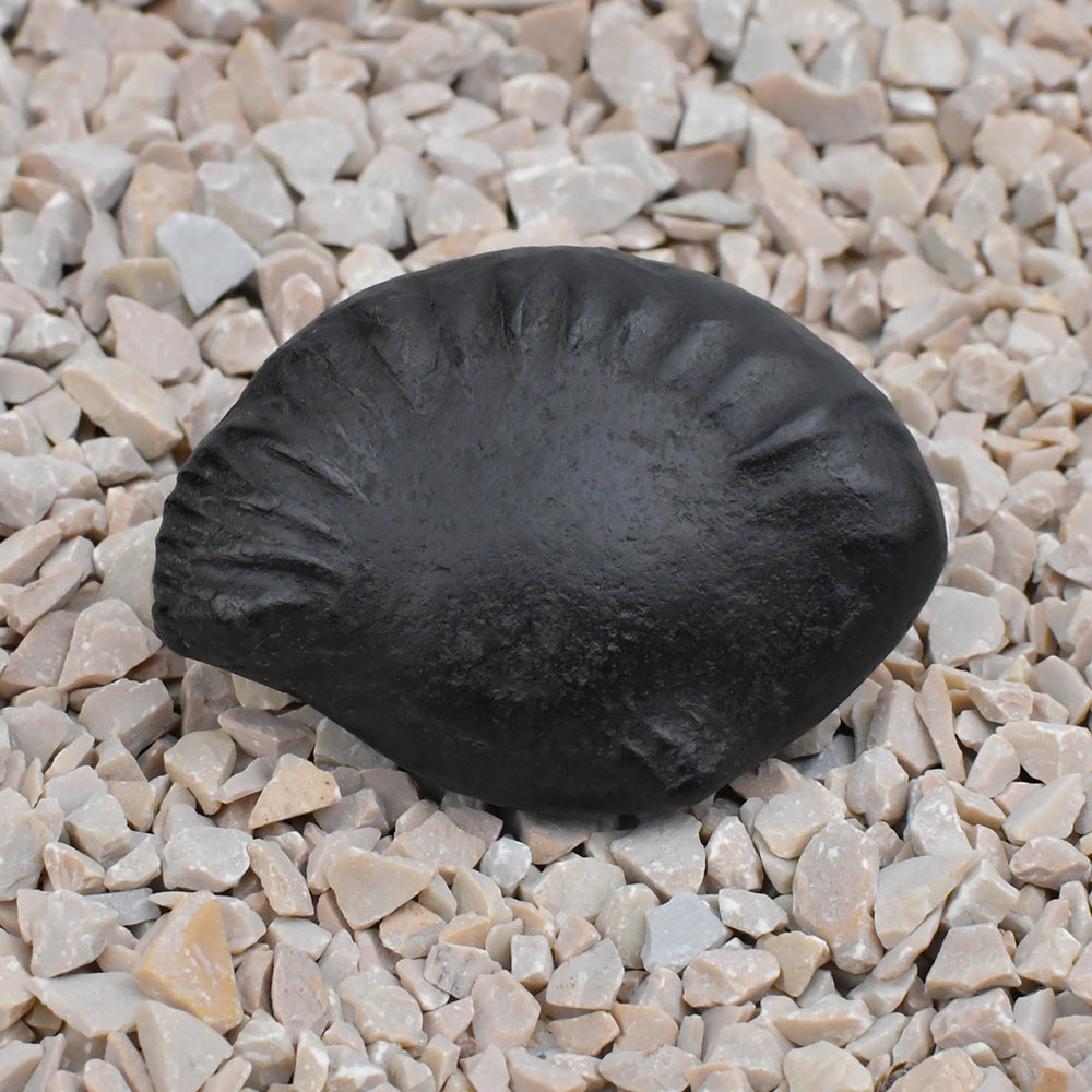 Surya Shankh Shaligram Shila