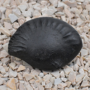 Surya Shankh Shaligram Shila