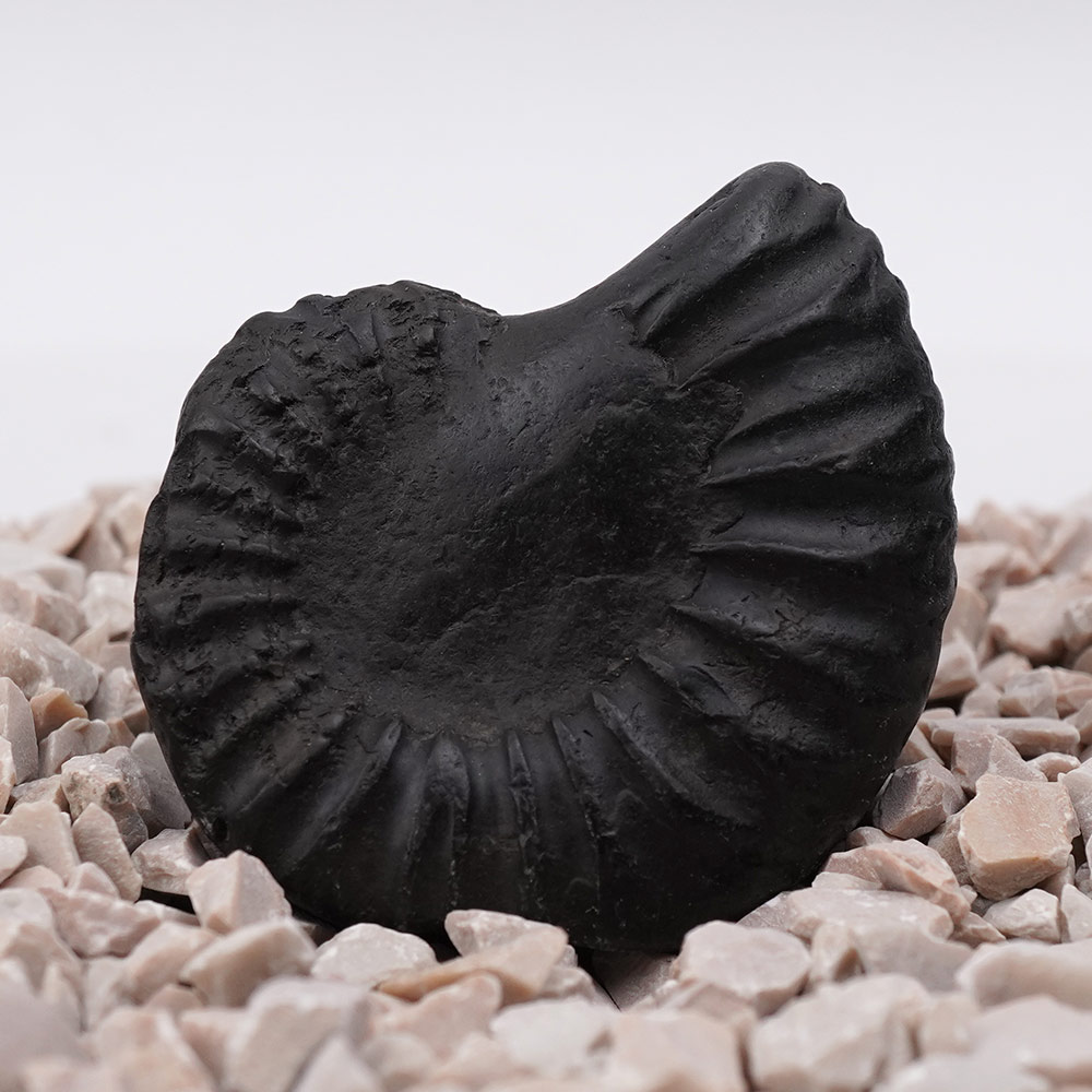 Laxmi Shankh Shaligram Shila - I