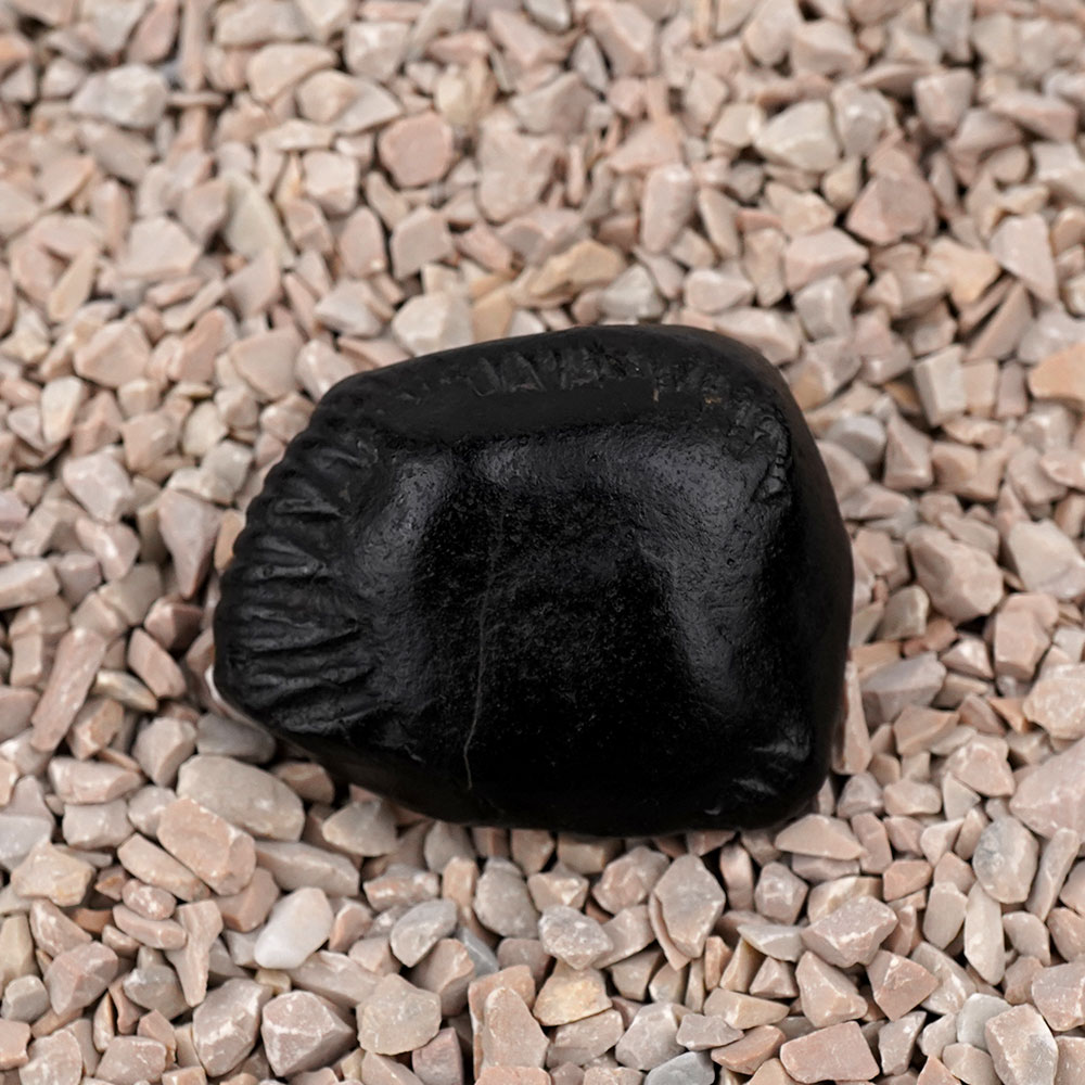 Buddha Laxmi Shaligram Shila