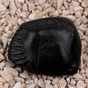 Buddha Laxmi Shaligram Shila