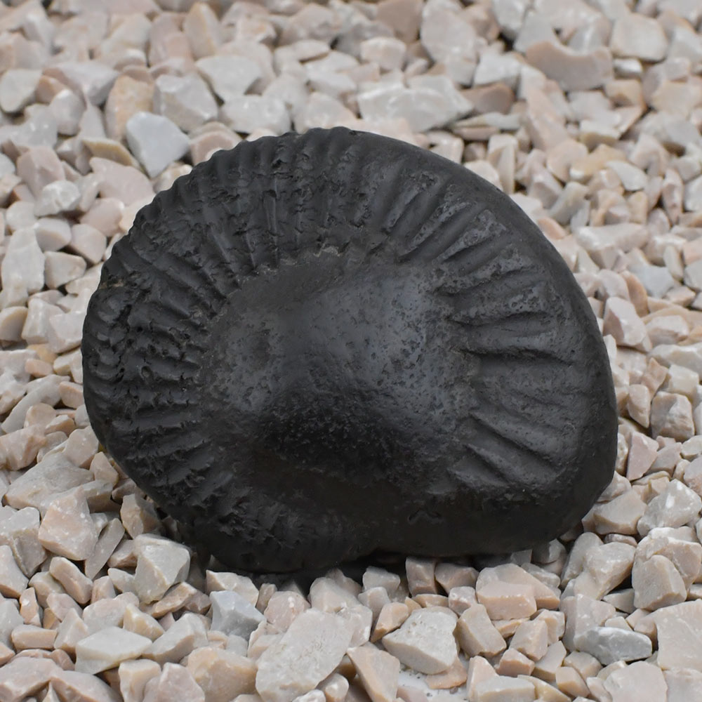 Kalpavriksha Surya Narayan Shaligram Shila
