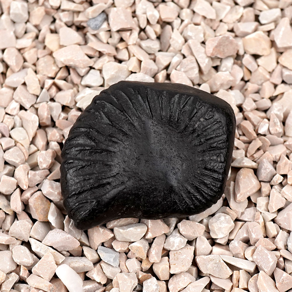 Laxmi Shankh Shaligram Shila - II