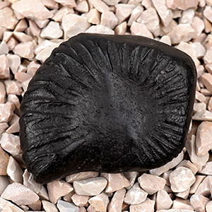 Laxmi Shankh Shaligram Shila - II