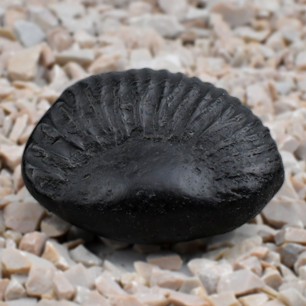 Surya Narayan Shaligram Shila