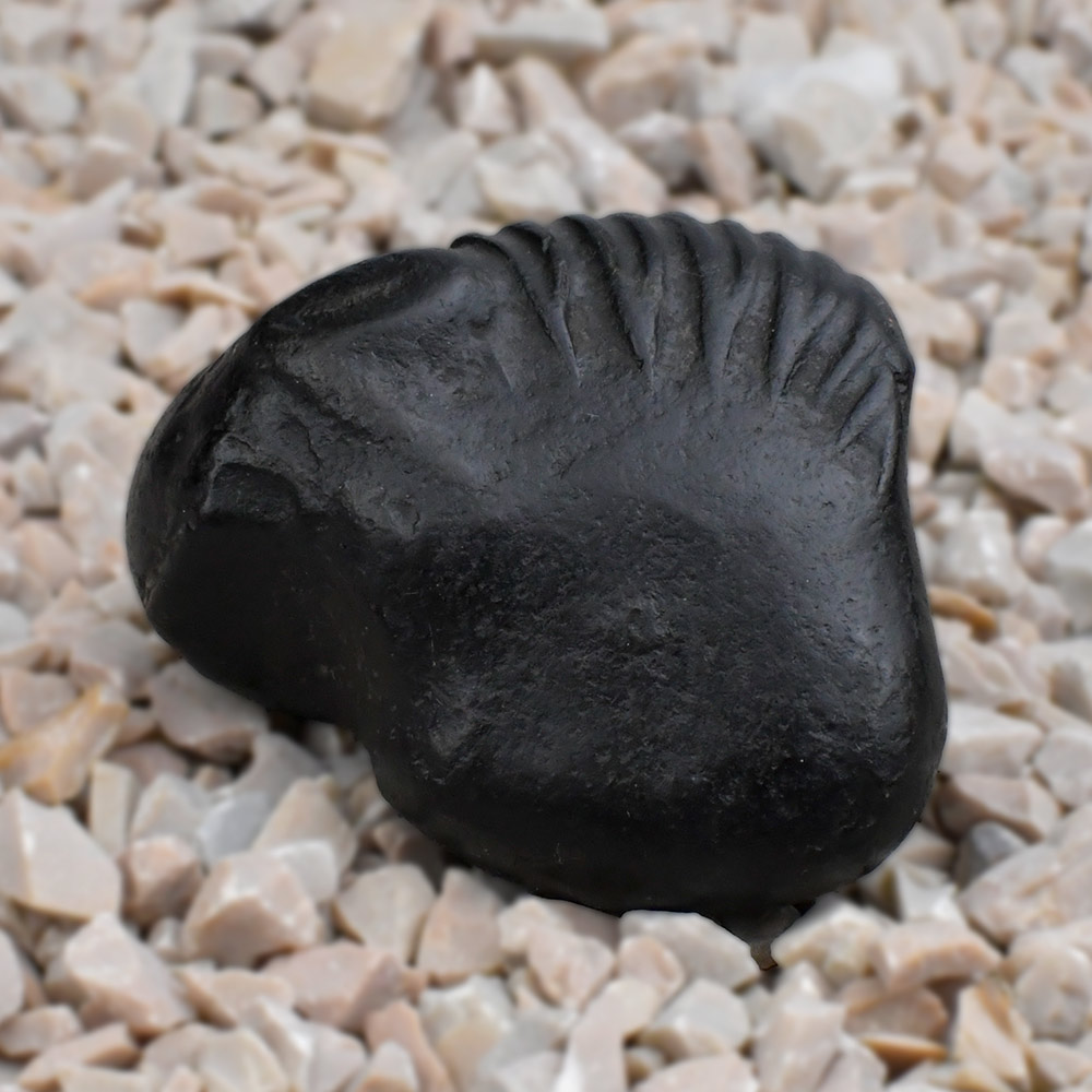 Kalki Shaligram Shila