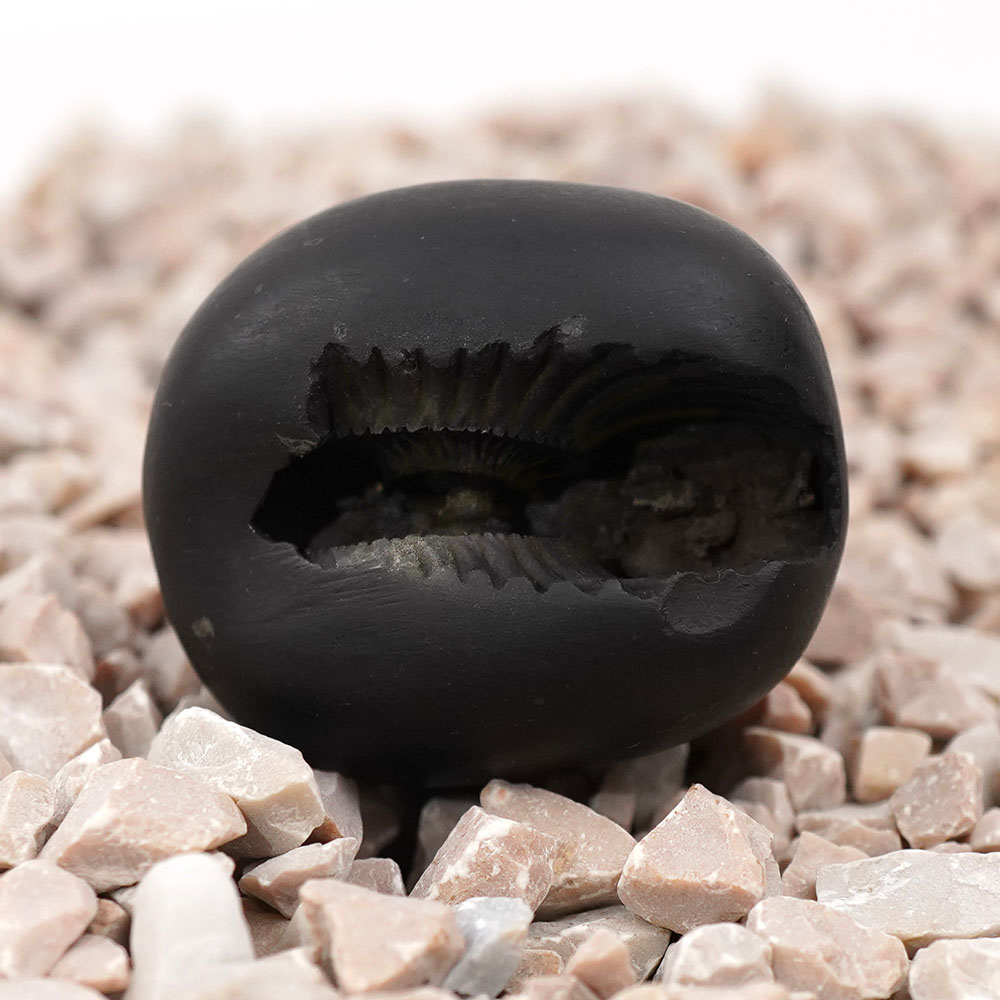 Ugra Laxmi Narsimha Shaligram Shila - I