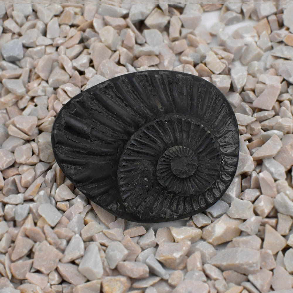 Sudarshan Shaligram Shila - 26 gms